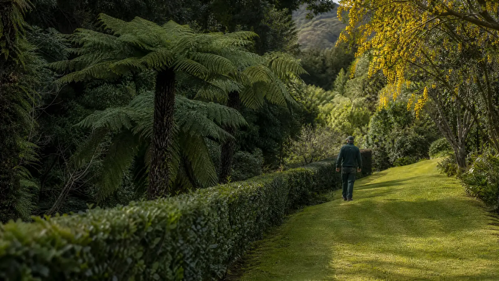 Grounds operator walking beside native New Zealand bush and a flowering kōwhai tree